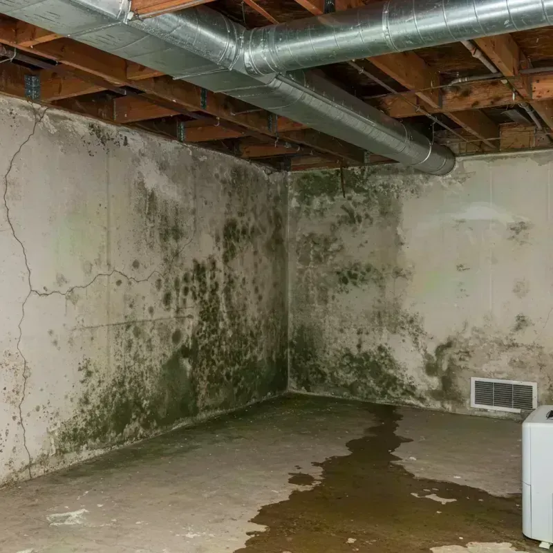 Professional Mold Removal in Hurstbourne, KY